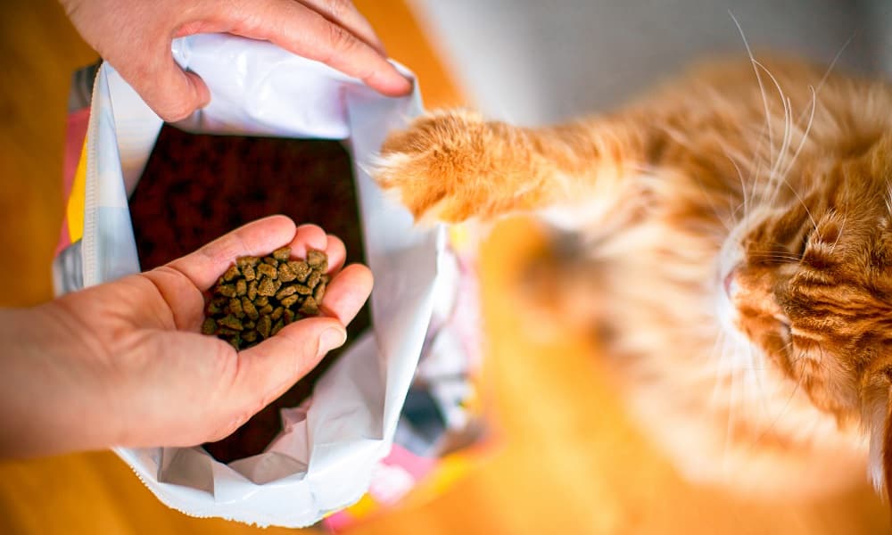 Considerations for Buying Best Cat Food
